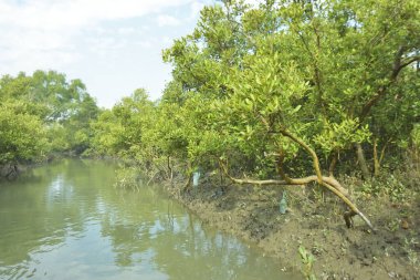 Mangrove Ormanı, Bakkhali Nehri 'nde, Cox' s Bazar, Bangladeş 'te, gelgit sırasında. Yükselen suyu verimli tropik yeşillik ve berrak gökyüzü ile birlikte bir kıyı ekosisteminde yakalamak. Güney Asya biyolojik çeşitliliği odaklı.