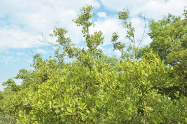 Mangrove Ormanı, Bakkhali Nehri 'nde, Cox' s Bazar, Bangladeş 'te, gelgit sırasında. Yükselen suyu verimli tropik yeşillik ve berrak gökyüzü ile birlikte bir kıyı ekosisteminde yakalamak. Güney Asya biyolojik çeşitliliği odaklı.