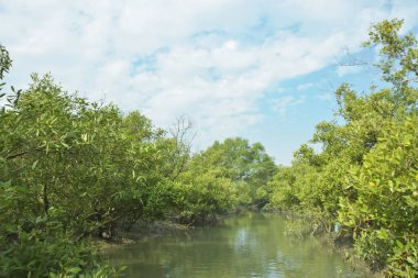 Mangrove Ormanı, Bakkhali Nehri 'nde, Cox' s Bazar, Bangladeş 'te, gelgit sırasında. Yükselen suyu verimli tropik yeşillik ve berrak gökyüzü ile birlikte bir kıyı ekosisteminde yakalamak. Güney Asya biyolojik çeşitliliği odaklı.