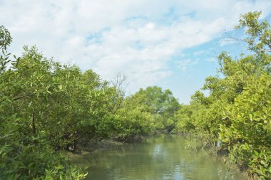 Mangrove Ormanı, Bakkhali Nehri 'nde, Cox' s Bazar, Bangladeş 'te, gelgit sırasında. Yükselen suyu verimli tropik yeşillik ve berrak gökyüzü ile birlikte bir kıyı ekosisteminde yakalamak. Güney Asya biyolojik çeşitliliği odaklı.