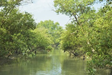 Mangrove Ormanı, Bakkhali Nehri 'nde, Cox' s Bazar, Bangladeş 'te, gelgit sırasında. Yükselen suyu verimli tropik yeşillik ve berrak gökyüzü ile birlikte bir kıyı ekosisteminde yakalamak. Güney Asya biyolojik çeşitliliği odaklı.