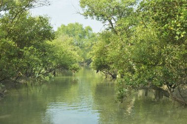 Mangrove Ormanı, Bakkhali Nehri 'nde, Cox' s Bazar, Bangladeş 'te, gelgit sırasında. Yükselen suyu verimli tropik yeşillik ve berrak gökyüzü ile birlikte bir kıyı ekosisteminde yakalamak. Güney Asya biyolojik çeşitliliği odaklı.