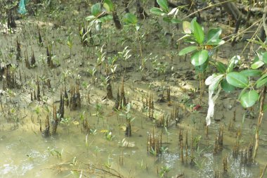 Mangrove Ormanı, Bakkhali Nehri 'nde, Cox' s Bazar, Bangladeş 'te, gelgit sırasında. Yükselen suyu verimli tropik yeşillik ve berrak gökyüzü ile birlikte bir kıyı ekosisteminde yakalamak. Güney Asya biyolojik çeşitliliği odaklı.