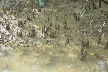 Mangrove Ormanı, Bakkhali Nehri 'nde, Cox' s Bazar, Bangladeş 'te, gelgit sırasında. Yükselen suyu verimli tropik yeşillik ve berrak gökyüzü ile birlikte bir kıyı ekosisteminde yakalamak. Güney Asya biyolojik çeşitliliği odaklı.