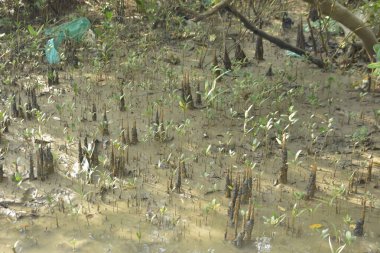 Mangrove Ormanı, Bakkhali Nehri 'nde, Cox' s Bazar, Bangladeş 'te, gelgit sırasında. Yükselen suyu verimli tropik yeşillik ve berrak gökyüzü ile birlikte bir kıyı ekosisteminde yakalamak. Güney Asya biyolojik çeşitliliği odaklı.