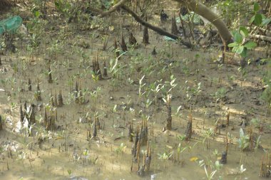 Mangrove Ormanı, Bakkhali Nehri 'nde, Cox' s Bazar, Bangladeş 'te, gelgit sırasında. Yükselen suyu verimli tropik yeşillik ve berrak gökyüzü ile birlikte bir kıyı ekosisteminde yakalamak. Güney Asya biyolojik çeşitliliği odaklı.