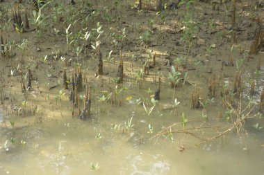 Mangrove Ormanı, Bakkhali Nehri 'nde, Cox' s Bazar, Bangladeş 'te, gelgit sırasında. Yükselen suyu verimli tropik yeşillik ve berrak gökyüzü ile birlikte bir kıyı ekosisteminde yakalamak. Güney Asya biyolojik çeşitliliği odaklı.