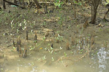 Mangrove Ormanı, Bakkhali Nehri 'nde, Cox' s Bazar, Bangladeş 'te, gelgit sırasında. Yükselen suyu verimli tropik yeşillik ve berrak gökyüzü ile birlikte bir kıyı ekosisteminde yakalamak. Güney Asya biyolojik çeşitliliği odaklı.