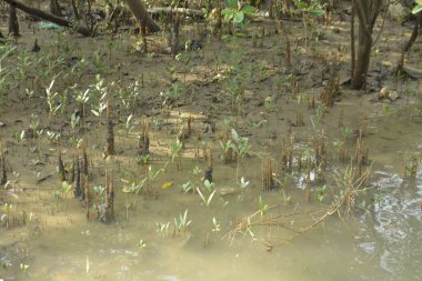 Mangrove Ormanı, Bakkhali Nehri 'nde, Cox' s Bazar, Bangladeş 'te, gelgit sırasında. Yükselen suyu verimli tropik yeşillik ve berrak gökyüzü ile birlikte bir kıyı ekosisteminde yakalamak. Güney Asya biyolojik çeşitliliği odaklı.