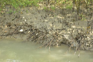Mangrove Ormanı, Bakkhali Nehri 'nde, Cox' s Bazar, Bangladeş 'te, gelgit sırasında. Yükselen suyu verimli tropik yeşillik ve berrak gökyüzü ile birlikte bir kıyı ekosisteminde yakalamak. Güney Asya biyolojik çeşitliliği odaklı.