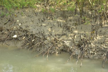 Mangrove Ormanı, Bakkhali Nehri 'nde, Cox' s Bazar, Bangladeş 'te, gelgit sırasında. Yükselen suyu verimli tropik yeşillik ve berrak gökyüzü ile birlikte bir kıyı ekosisteminde yakalamak. Güney Asya biyolojik çeşitliliği odaklı.