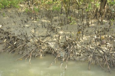 Mangrove Ormanı, Bakkhali Nehri 'nde, Cox' s Bazar, Bangladeş 'te, gelgit sırasında. Yükselen suyu verimli tropik yeşillik ve berrak gökyüzü ile birlikte bir kıyı ekosisteminde yakalamak. Güney Asya biyolojik çeşitliliği odaklı.
