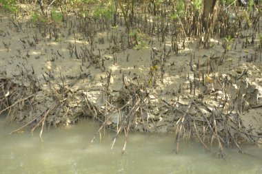Mangrove Ormanı, Bakkhali Nehri 'nde, Cox' s Bazar, Bangladeş 'te, gelgit sırasında. Yükselen suyu verimli tropik yeşillik ve berrak gökyüzü ile birlikte bir kıyı ekosisteminde yakalamak. Güney Asya biyolojik çeşitliliği odaklı.