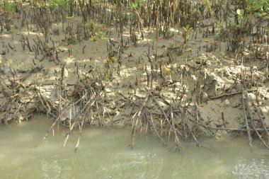 Mangrove Ormanı, Bakkhali Nehri 'nde, Cox' s Bazar, Bangladeş 'te, gelgit sırasında. Yükselen suyu verimli tropik yeşillik ve berrak gökyüzü ile birlikte bir kıyı ekosisteminde yakalamak. Güney Asya biyolojik çeşitliliği odaklı.