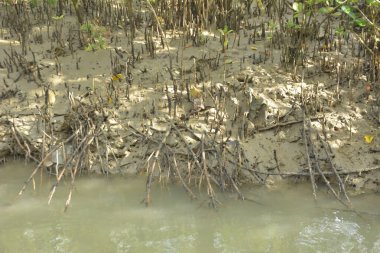 Mangrove Ormanı, Bakkhali Nehri 'nde, Cox' s Bazar, Bangladeş 'te, gelgit sırasında. Yükselen suyu verimli tropik yeşillik ve berrak gökyüzü ile birlikte bir kıyı ekosisteminde yakalamak. Güney Asya biyolojik çeşitliliği odaklı.