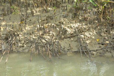 Mangrove Ormanı, Bakkhali Nehri 'nde, Cox' s Bazar, Bangladeş 'te, gelgit sırasında. Yükselen suyu verimli tropik yeşillik ve berrak gökyüzü ile birlikte bir kıyı ekosisteminde yakalamak. Güney Asya biyolojik çeşitliliği odaklı.