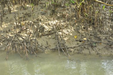 Mangrove Ormanı, Bakkhali Nehri 'nde, Cox' s Bazar, Bangladeş 'te, gelgit sırasında. Yükselen suyu verimli tropik yeşillik ve berrak gökyüzü ile birlikte bir kıyı ekosisteminde yakalamak. Güney Asya biyolojik çeşitliliği odaklı.