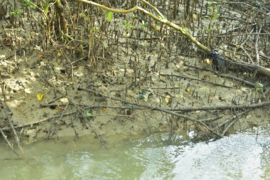 Mangrove Ormanı, Bakkhali Nehri 'nde, Cox' s Bazar, Bangladeş 'te, gelgit sırasında. Yükselen suyu verimli tropik yeşillik ve berrak gökyüzü ile birlikte bir kıyı ekosisteminde yakalamak. Güney Asya biyolojik çeşitliliği odaklı.