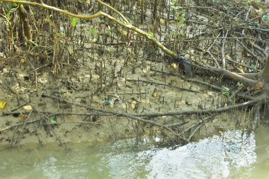 Mangrove Ormanı, Bakkhali Nehri 'nde, Cox' s Bazar, Bangladeş 'te, gelgit sırasında. Yükselen suyu verimli tropik yeşillik ve berrak gökyüzü ile birlikte bir kıyı ekosisteminde yakalamak. Güney Asya biyolojik çeşitliliği odaklı.