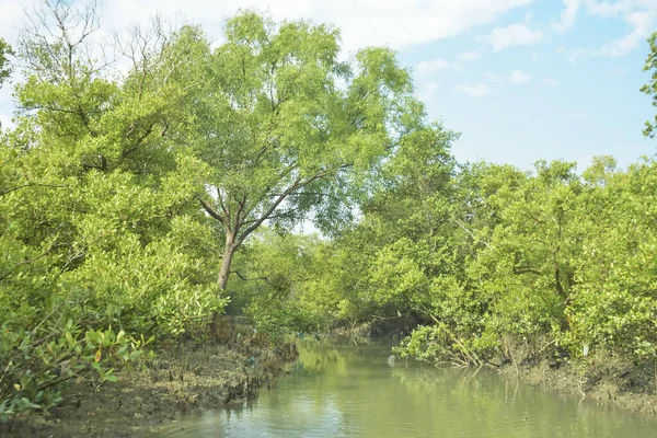 Bangladeş 'teki Bakkhali Nehri boyunca uzanan Mangrove orman ekosistemi gelgit suları, sakin nehir manzaraları ve korunmasız kökleri gösteriyor. Cox 's Bazar' da doğal yansımaları ve zengin biyolojik çeşitliliği olan tropikal kıyı ortamı.