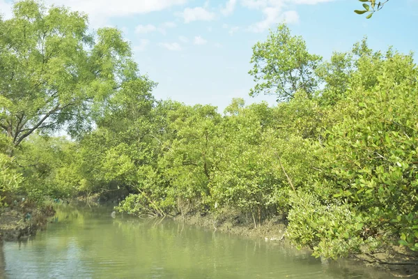 Mangrove Ormanı, Bakkhali Nehri 'nde, Cox' s Bazar, Bangladeş 'te, gelgit sırasında. Yükselen suyu verimli tropik yeşillik ve berrak gökyüzü ile birlikte bir kıyı ekosisteminde yakalamak. Güney Asya biyolojik çeşitliliği odaklı.