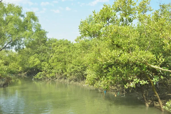Mangrove Ormanı, Bakkhali Nehri 'nde, Cox' s Bazar, Bangladeş 'te, gelgit sırasında. Yükselen suyu verimli tropik yeşillik ve berrak gökyüzü ile birlikte bir kıyı ekosisteminde yakalamak. Güney Asya biyolojik çeşitliliği odaklı.