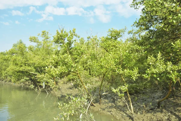 Mangrove Ormanı, Bakkhali Nehri 'nde, Cox' s Bazar, Bangladeş 'te, gelgit sırasında. Yükselen suyu verimli tropik yeşillik ve berrak gökyüzü ile birlikte bir kıyı ekosisteminde yakalamak. Güney Asya biyolojik çeşitliliği odaklı.