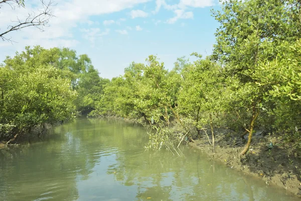 Mangrove Ormanı, Bakkhali Nehri 'nde, Cox' s Bazar, Bangladeş 'te, gelgit sırasında. Yükselen suyu verimli tropik yeşillik ve berrak gökyüzü ile birlikte bir kıyı ekosisteminde yakalamak. Güney Asya biyolojik çeşitliliği odaklı.