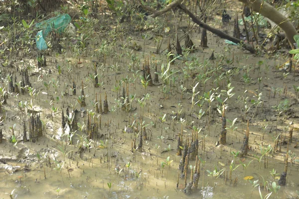 Mangrove Ormanı, Bakkhali Nehri 'nde, Cox' s Bazar, Bangladeş 'te, gelgit sırasında. Yükselen suyu verimli tropik yeşillik ve berrak gökyüzü ile birlikte bir kıyı ekosisteminde yakalamak. Güney Asya biyolojik çeşitliliği odaklı.