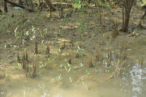 Mangrove Ormanı, Bakkhali Nehri 'nde, Cox' s Bazar, Bangladeş 'te, gelgit sırasında. Yükselen suyu verimli tropik yeşillik ve berrak gökyüzü ile birlikte bir kıyı ekosisteminde yakalamak. Güney Asya biyolojik çeşitliliği odaklı.
