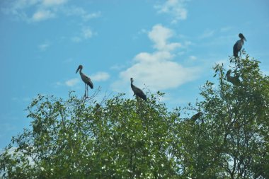 Asya açılış tasarısı (Anastomus oscitans) Bakkhali Nehri yakınlarındaki açık mavi gökyüzüne tünemiş, Coxs Bazar, Bangladeş, tropikal kuş yaşamını, kıyı habitatını ve doğal gün ışığında sakin yaban hayatı davranışlarını yakalamıştır..