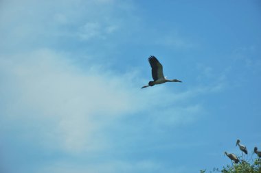 Asya açılış tasarısı (Anastomus oscitans) Bakkhali Nehri yakınlarındaki açık mavi gökyüzüne tünemiş, Coxs Bazar, Bangladeş, tropikal kuş yaşamını, kıyı habitatını ve doğal gün ışığında sakin yaban hayatı davranışlarını yakalamıştır..
