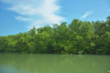 Asya açılış tasarısı (Anastomus oscitans) Bakkhali Nehri yakınlarındaki açık mavi gökyüzüne tünemiş, Coxs Bazar, Bangladeş, tropikal kuş yaşamını, kıyı habitatını ve doğal gün ışığında sakin yaban hayatı davranışlarını yakalamıştır..