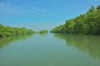 Mangrove Ormanı, Bakkhali Nehri 'nde, Cox' s Bazar, Bangladeş 'te, gelgit sırasında. Yükselen suyu verimli tropik yeşillik ve berrak gökyüzü ile birlikte bir kıyı ekosisteminde yakalamak. Güney Asya biyolojik çeşitliliği odaklı.