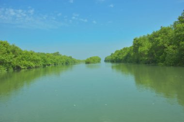 Mangrove Ormanı, Bakkhali Nehri 'nde, Cox' s Bazar, Bangladeş 'te, gelgit sırasında. Yükselen suyu verimli tropik yeşillik ve berrak gökyüzü ile birlikte bir kıyı ekosisteminde yakalamak. Güney Asya biyolojik çeşitliliği odaklı.