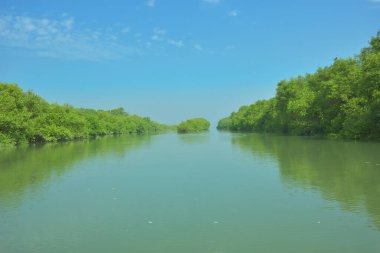 Mangrove Ormanı, Bakkhali Nehri 'nde, Cox' s Bazar, Bangladeş 'te, gelgit sırasında. Yükselen suyu verimli tropik yeşillik ve berrak gökyüzü ile birlikte bir kıyı ekosisteminde yakalamak. Güney Asya biyolojik çeşitliliği odaklı.