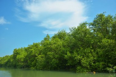Mangrove Ormanı, Bakkhali Nehri 'nde, Cox' s Bazar, Bangladeş 'te, gelgit sırasında. Yükselen suyu verimli tropik yeşillik ve berrak gökyüzü ile birlikte bir kıyı ekosisteminde yakalamak. Güney Asya biyolojik çeşitliliği odaklı.
