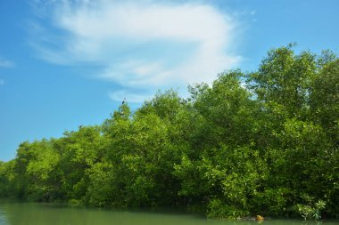 Mangrove Ormanı, Bakkhali Nehri 'nde, Cox' s Bazar, Bangladeş 'te, gelgit sırasında. Yükselen suyu verimli tropik yeşillik ve berrak gökyüzü ile birlikte bir kıyı ekosisteminde yakalamak. Güney Asya biyolojik çeşitliliği odaklı.