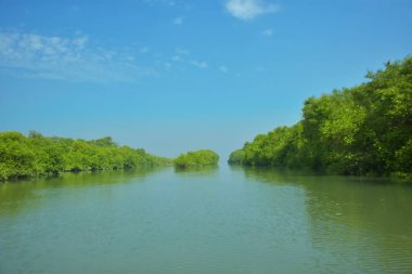 Mangrove Ormanı, Bakkhali Nehri 'nde, Cox' s Bazar, Bangladeş 'te, gelgit sırasında. Yükselen suyu verimli tropik yeşillik ve berrak gökyüzü ile birlikte bir kıyı ekosisteminde yakalamak. Güney Asya biyolojik çeşitliliği odaklı.