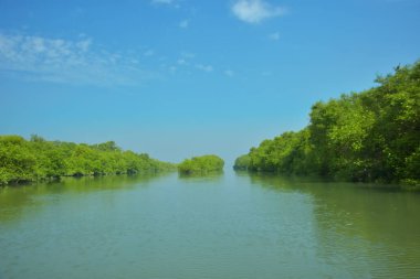 Mangrove Ormanı, Bakkhali Nehri 'nde, Cox' s Bazar, Bangladeş 'te, gelgit sırasında. Yükselen suyu verimli tropik yeşillik ve berrak gökyüzü ile birlikte bir kıyı ekosisteminde yakalamak. Güney Asya biyolojik çeşitliliği odaklı.