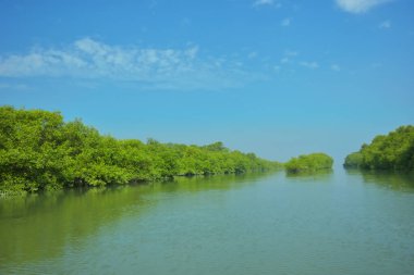 Mangrove Ormanı, Bakkhali Nehri 'nde, Cox' s Bazar, Bangladeş 'te, gelgit sırasında. Yükselen suyu verimli tropik yeşillik ve berrak gökyüzü ile birlikte bir kıyı ekosisteminde yakalamak. Güney Asya biyolojik çeşitliliği odaklı.