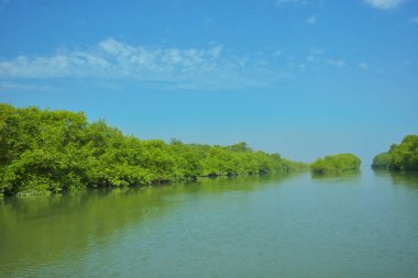 Mangrove Ormanı, Bakkhali Nehri 'nde, Cox' s Bazar, Bangladeş 'te, gelgit sırasında. Yükselen suyu verimli tropik yeşillik ve berrak gökyüzü ile birlikte bir kıyı ekosisteminde yakalamak. Güney Asya biyolojik çeşitliliği odaklı.