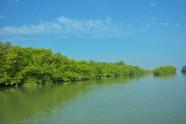 Asya açılış tasarısı (Anastomus oscitans) Bakkhali Nehri yakınlarındaki açık mavi gökyüzüne tünemiş, Coxs Bazar, Bangladeş, tropikal kuş yaşamını, kıyı habitatını ve doğal gün ışığında sakin yaban hayatı davranışlarını yakalamıştır..