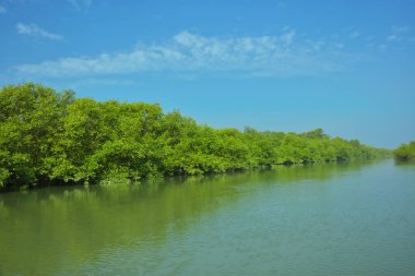 Asya açılış tasarısı (Anastomus oscitans) Bakkhali Nehri yakınlarındaki açık mavi gökyüzüne tünemiş, Coxs Bazar, Bangladeş, tropikal kuş yaşamını, kıyı habitatını ve doğal gün ışığında sakin yaban hayatı davranışlarını yakalamıştır..