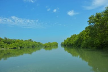 Mangrove Ormanı, Bakkhali Nehri 'nde, Cox' s Bazar, Bangladeş 'te, gelgit sırasında. Yükselen suyu verimli tropik yeşillik ve berrak gökyüzü ile birlikte bir kıyı ekosisteminde yakalamak. Güney Asya biyolojik çeşitliliği odaklı.