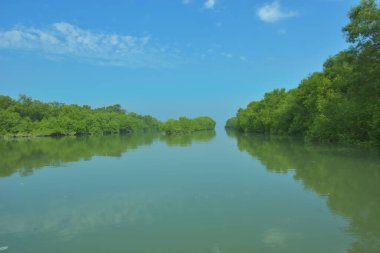 Bakkhali Nehri 'nin geniş manzarası, Cox' s Bazar yakınlarında yoğun mangrov ormanlarıyla kaplı, sakin tropikal sular, yumuşak yansımalar ve Bangladeş 'te gün ışığı altında sakin bir kıyı ekosistemi yakalıyor..