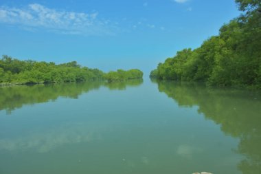 Bakkhali Nehri 'nin geniş manzarası, Cox' s Bazar yakınlarında yoğun mangrov ormanlarıyla kaplı, sakin tropikal sular, yumuşak yansımalar ve Bangladeş 'te gün ışığı altında sakin bir kıyı ekosistemi yakalıyor..