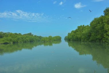 Bakkhali Nehri 'nin geniş manzarası, Cox' s Bazar yakınlarında yoğun mangrov ormanlarıyla kaplı, sakin tropikal sular, yumuşak yansımalar ve Bangladeş 'te gün ışığı altında sakin bir kıyı ekosistemi yakalıyor..