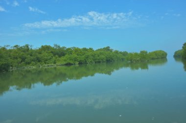 Bakkhali Nehri 'nin geniş manzarası, Cox' s Bazar yakınlarında yoğun mangrov ormanlarıyla kaplı, sakin tropikal sular, yumuşak yansımalar ve Bangladeş 'te gün ışığı altında sakin bir kıyı ekosistemi yakalıyor..