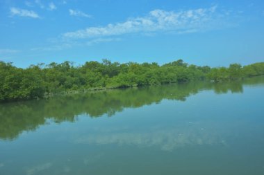 Bakkhali Nehri 'nin geniş manzarası, Cox' s Bazar yakınlarında yoğun mangrov ormanlarıyla kaplı, sakin tropikal sular, yumuşak yansımalar ve Bangladeş 'te gün ışığı altında sakin bir kıyı ekosistemi yakalıyor..